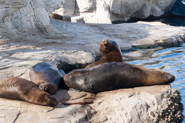Focas del Oceanografic, Valencia