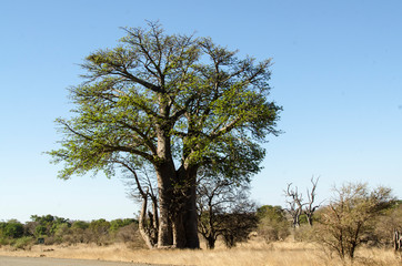 Baobab, adansonia digitata, Afrique du Sud