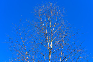 Birch tree on sky background