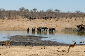 Fototapeta na wymiar Eléphant d'Afrique, Loxodonta africana, Impala,Aepyceros melampus, Parc national Kruger, Afrique du Sud
