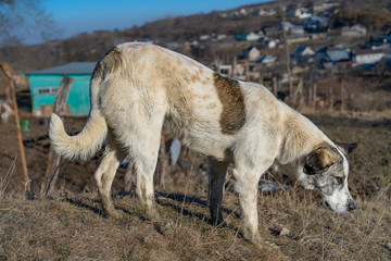 Big dog living on the street