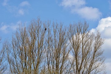 Nest im Baum 