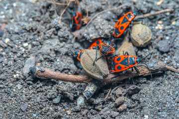 Pyrrhocoris apterus spring mating season