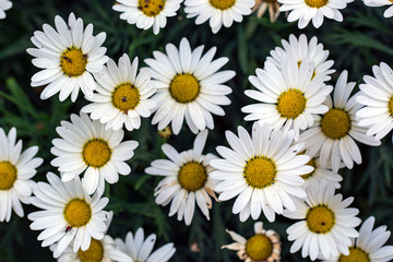 Garden camomile flowers, field with camomiles, camomile closeup, natural antiseptic. Chamomile close up. Chamomile medicinal plant on a sunny day. Blooming chamomile field natural herbal treatment.