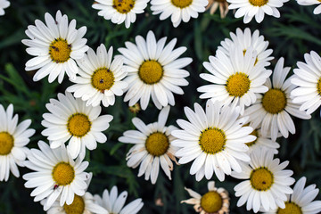 Fototapeta premium Garden camomile flowers, field with camomiles, camomile closeup, natural antiseptic. Chamomile close up. Chamomile medicinal plant on a sunny day. Blooming chamomile field natural herbal treatment.