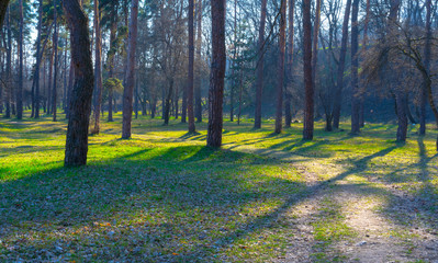 Path in the forest on a sunny morning