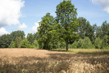Drzewo na polu, pszenica latem, Polska