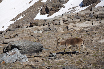 Alone brown Iberian ibex in the rocky mountains covered by snow on the sunny day.