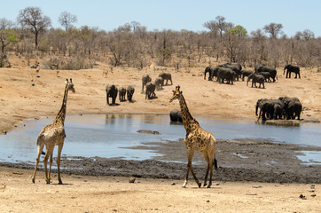 Fototapeta na wymiar Girafe, Giraffa Camelopardalis, Eléphant d'Afrique; Loxodonta africana; Parc national Kruger, Afrique du Sud