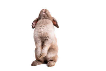 Brown fur rabbit Standing with 2 hind legs and looked up to the back, On white isolated background, to pet and animal concept.