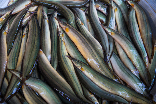 Sweet Water Fish