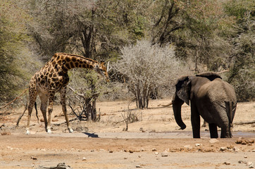 Girafe, Giraffa Camelopardalis, Eléphant d'Afrique; Loxodonta africana; Parc national Kruger, Afrique du Sud