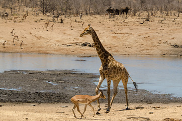 Girafe, Giraffa Camelopardalis, Impala, Aepyceros melampus, Parc national Kruger, Afrique du Sud