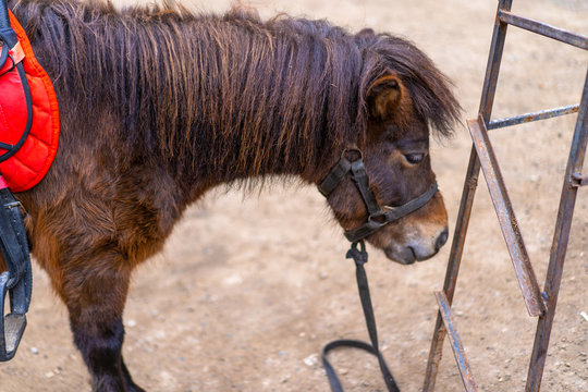 Pony harnessed by a man fastened to a belt