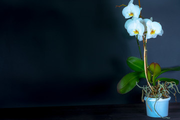 Orchid in a pot on a dark background