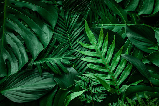 closeup nature view of green monstera leaf and palms background. Flat lay, dark nature concept, tropical leaf