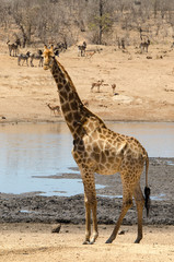Fototapeta premium Girafe, Giraffa Camelopardalis, Parc national Kruger, Afrique du Sud