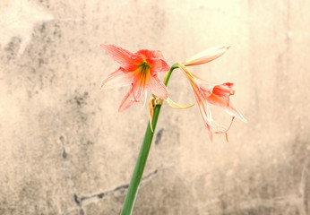 Composing a picture of a vintage romantic lily