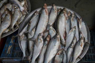 Fresh water fish