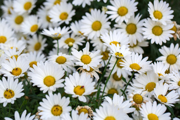 Garden camomile flowers, field with camomiles, camomile closeup, natural antiseptic. Chamomile close up. Chamomile medicinal plant on a sunny day. Blooming chamomile field natural herbal treatment.
