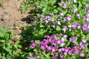 Obraz premium closer look at the flowers in the garden outdoor.