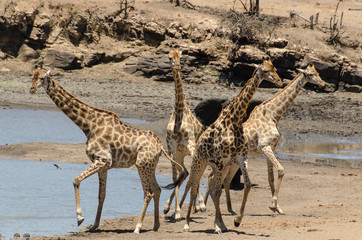 Girafe, Giraffa Camelopardalis, Parc national Kruger, Afrique du Sud