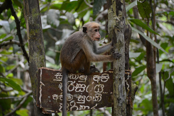 Elpitiya, Sri Lanka - March 14, 2019: Wild monkeys near Andahelena Ella, Elpitiya Waterfall