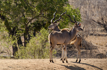 Grand koudou, Tragelaphus strepsiceros, mâle, Parc national Kruger, Afrique du Sud