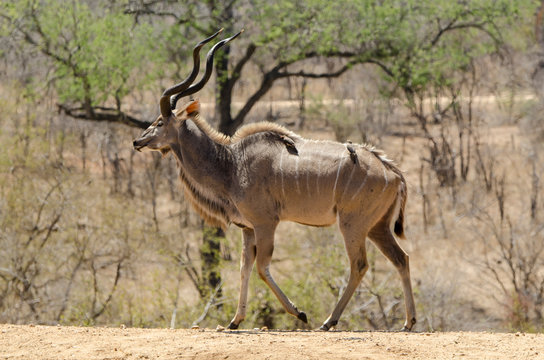 Grand koudou, Tragelaphus strepsiceros, m&acirc;le, Parc national Kruger, Afrique du Sud