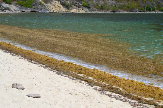 Algue sargasse et environnement aux Caraibes 