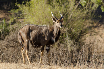 Nyala, mâle, Tragelaphus angasii, Parc national Kruger, Afrique du Sud