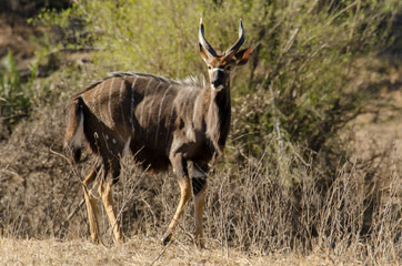 Nyala, mâle, Tragelaphus angasii, Parc national Kruger, Afrique du Sud