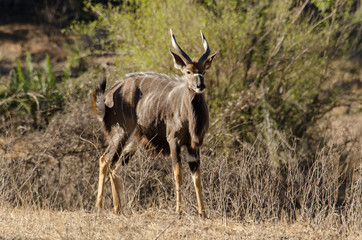 Nyala, mâle, Tragelaphus angasii, Parc national Kruger, Afrique du Sud