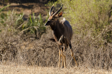 Nyala, mâle, Tragelaphus angasii, Parc national Kruger, Afrique du Sud