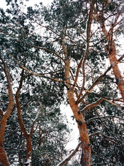 Obraz premium trees in winter