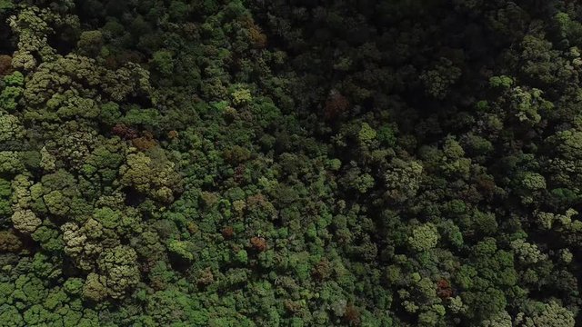 Arial footage of Sinharaja Forest in Deniyaya Sri Lanka