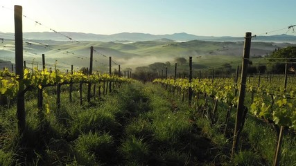 Tuscany Foggy Landscape. Misty Sunrise. Tuscany Vineyard. Vinery. Aerial View. - Powered by Adobe