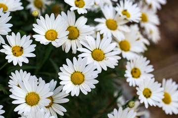 Garden camomile flowers, field with camomiles, camomile closeup, natural antiseptic. Chamomile close up. Chamomile medicinal plant on a sunny day. Blooming chamomile field natural herbal treatment.