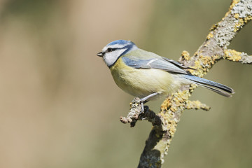 Obraz premium Blue tit bird (Cyanistes caeruleus) sitting on a branch in spring nature and looking left