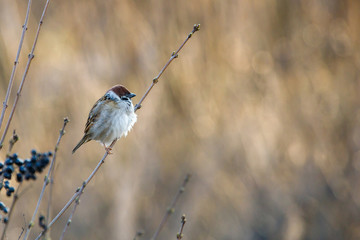 bird on a branch, sparrow on a branch