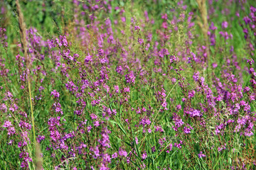 Flowers of Chamaenerion angustifolium blooming in summer field. Closeup