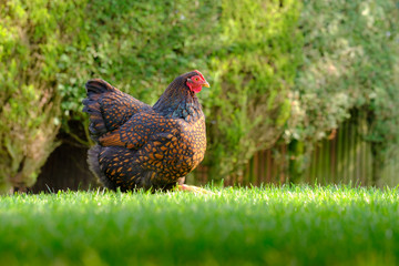 Ground level view of a show wining brown laced wyandotte chicken seen in part of a lush garden.