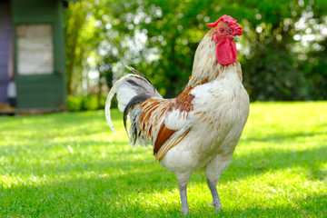 Portrait image of a show wining Cockerel chicken seen in part of his large garden, The background...