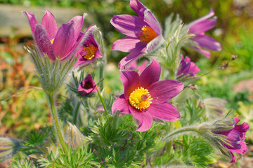 Fototapeta premium Küchenschelle, Kuhschelle