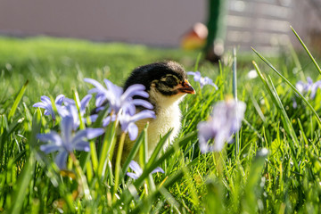 The interaction between dogs and chicks can be a fascinating observation. There are many stories and videos about unusual friendships between different animal species