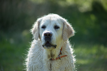 Pies portret po pływaniu, zielone tło. © Grzegorz