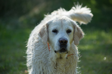 Pies retriver, portret na zielonym tle, Polska © Grzegorz
