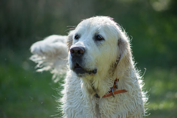 Golden retriver futrzasty przyjaciel człowieka, Polska © Grzegorz