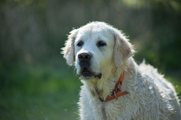 Pies Golden retiriver, zielone tło, Polska