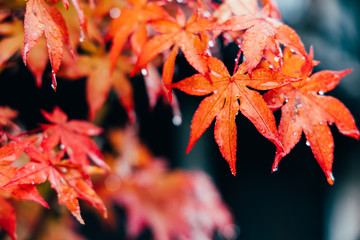 Red maple leaves in autumn season